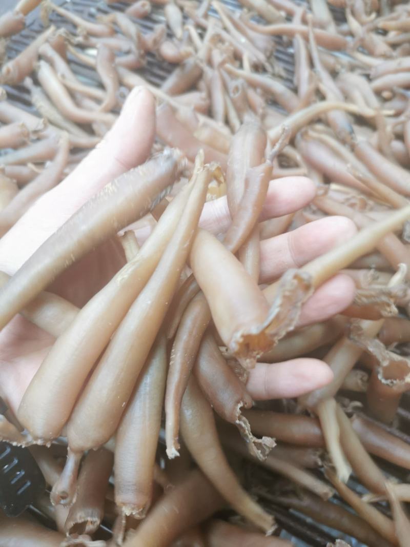 海蚌干海笋贝干大量批发