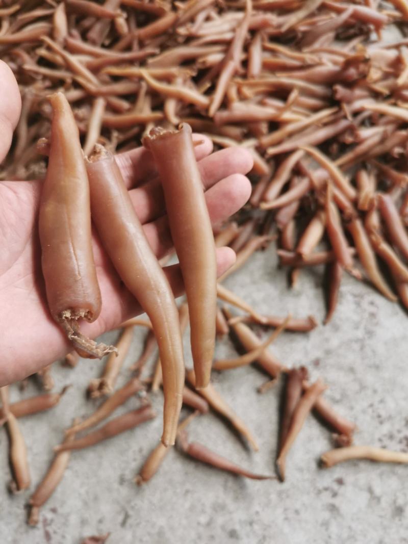 海蚌干海笋贝干大量批发