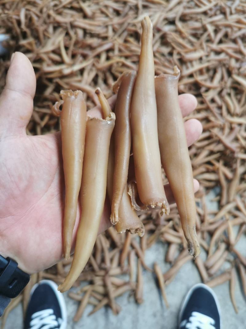 海蚌干海笋贝干大量批发