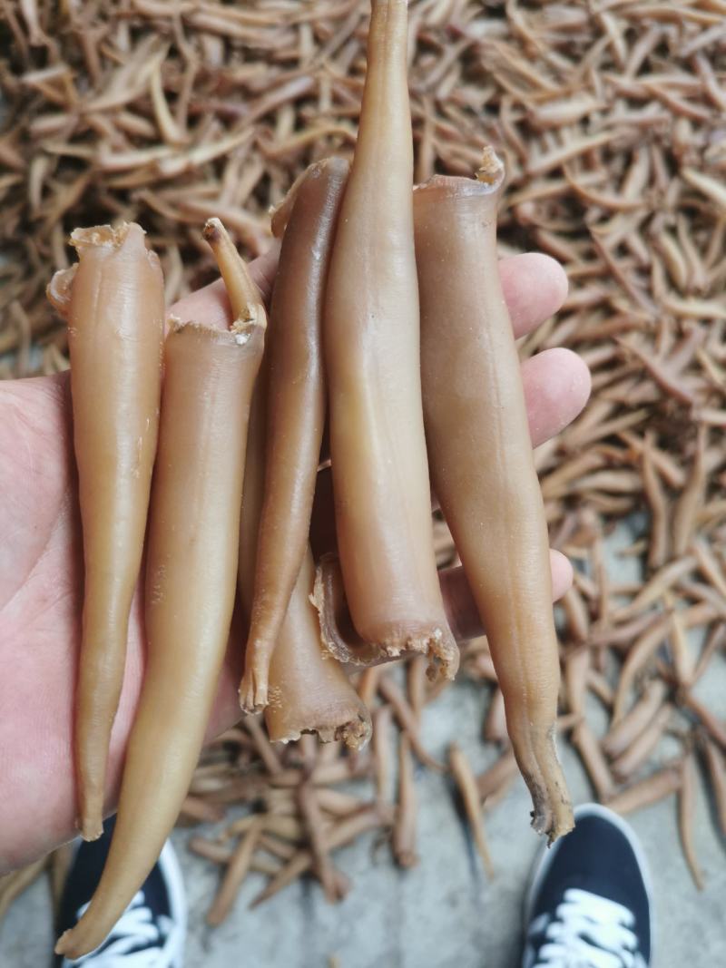 海蚌干海笋贝干大量批发