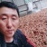 海蚌干海笋贝干大量批发