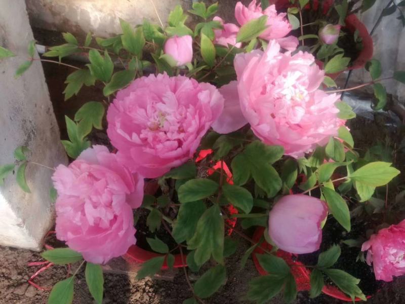 春节花开盆栽鲜花牡丹，催花牡丹，热销重瓣牡丹花