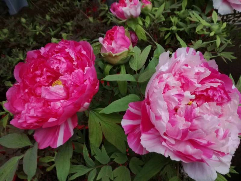 春节花开盆栽鲜花牡丹，催花牡丹，热销重瓣牡丹花