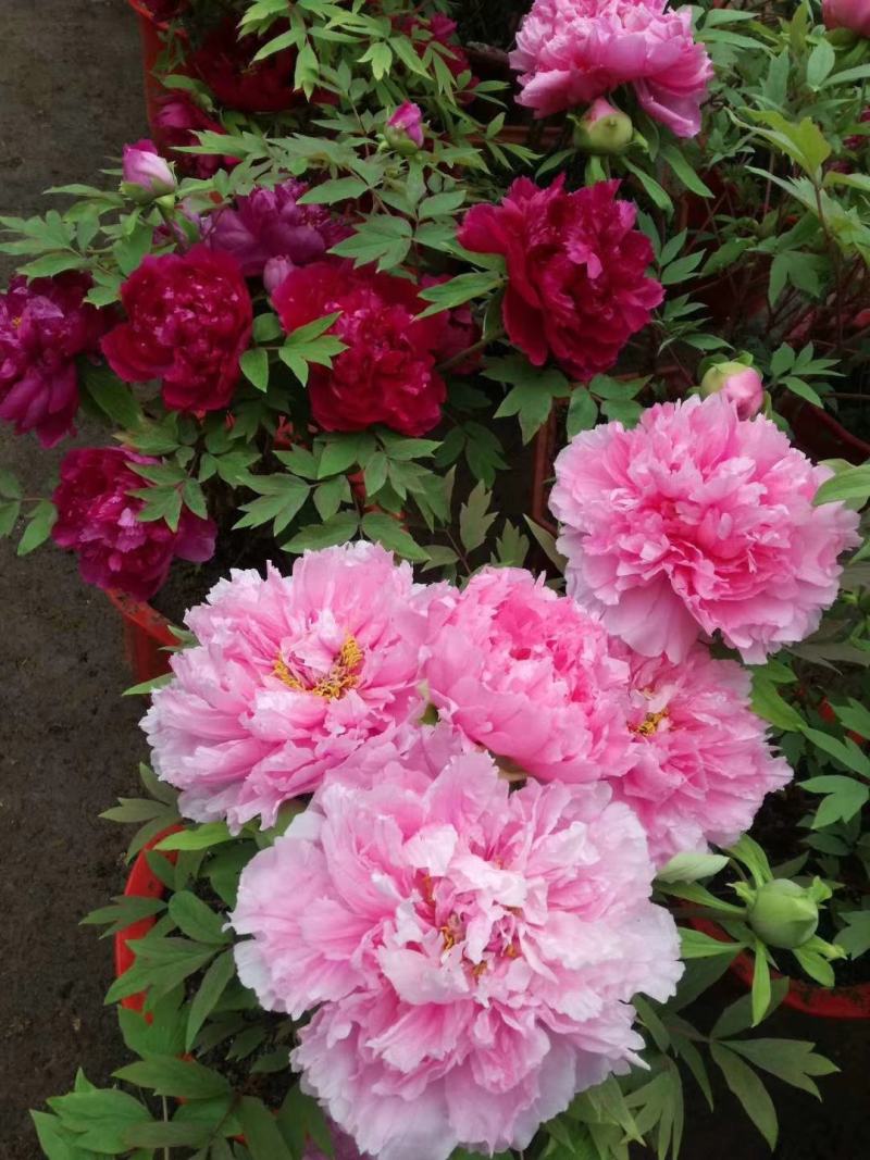 春节花开盆栽鲜花牡丹，催花牡丹，热销重瓣牡丹花