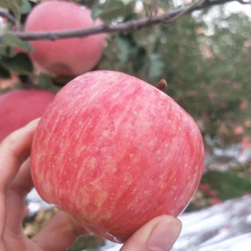 【洛川苹果】洛川红富士一件代发丑冰糖心苹果大果