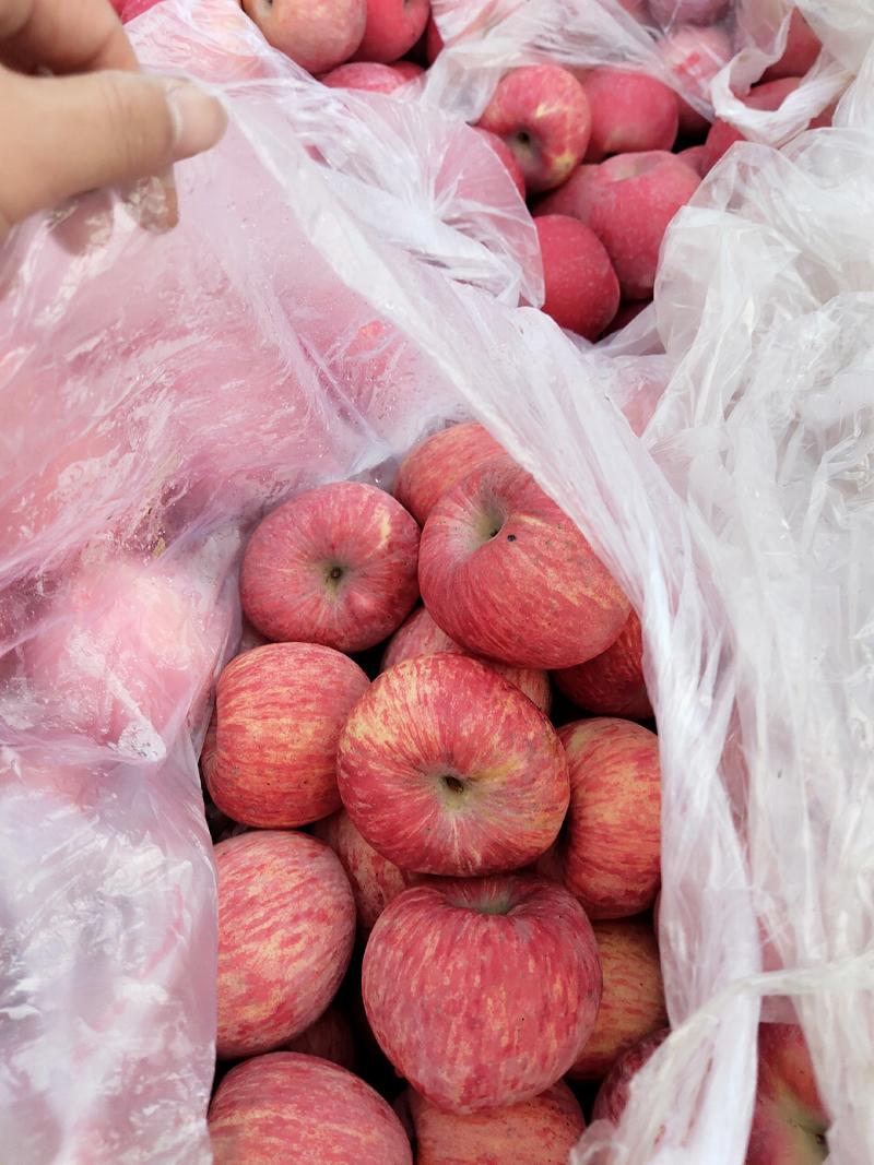 【洛川苹果】洛川红富士一件代发丑冰糖心苹果大果