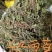 积雪草，雷公根，新货颜色漂亮，量大优惠