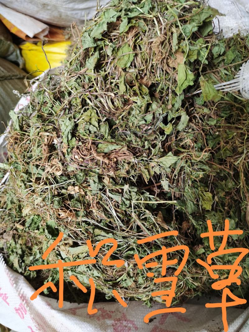 积雪草，雷公根，新货颜色漂亮，量大优惠