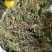 积雪草，雷公根，新货颜色漂亮，量大优惠