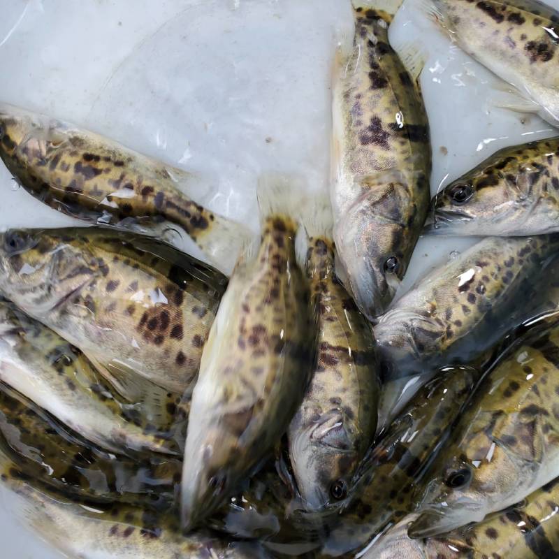 斑桂鱼苗斑桂花鱼苗杂交桂花鱼苗金钱桂鱼苗