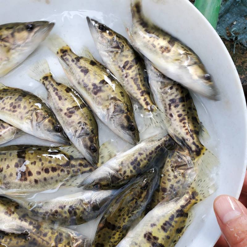 斑桂鱼苗斑桂花鱼苗杂交桂花鱼苗金钱桂鱼苗