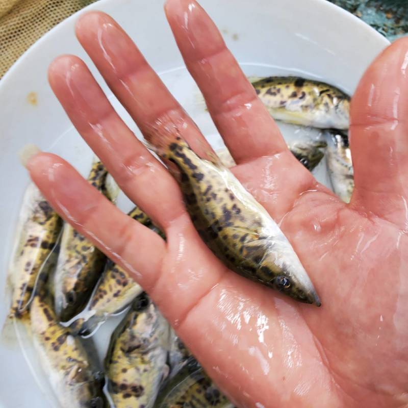 斑桂鱼苗斑桂花鱼苗杂交桂花鱼苗金钱桂鱼苗