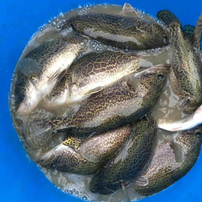 斑桂鱼苗斑桂花鱼苗杂交桂花鱼苗金钱桂鱼苗