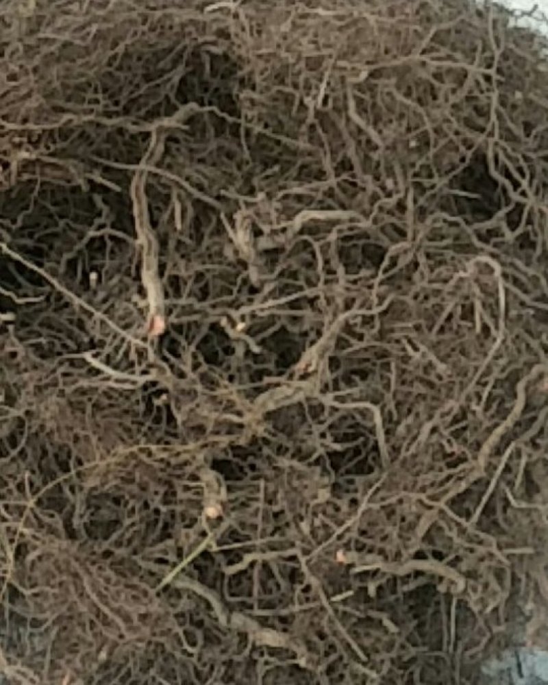纯野生茜草，药农静心采摘