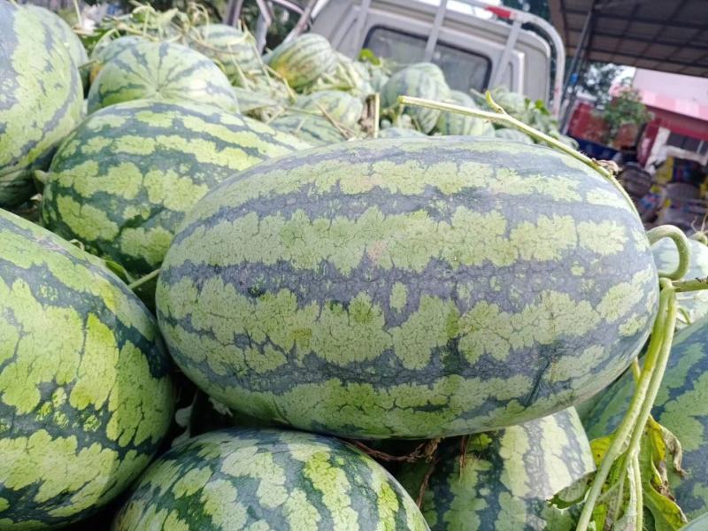 冠龙西瓜！无嫁接！直播苗