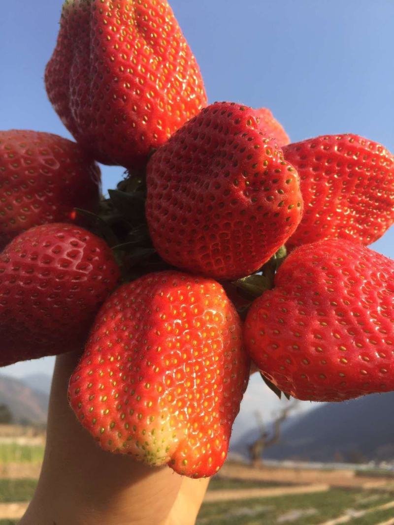 甜查理草莓苗抗病的草莓品种包成活现挖现卖基地直销