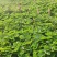 甜查理草莓苗抗病的草莓品种包成活现挖现卖基地直销