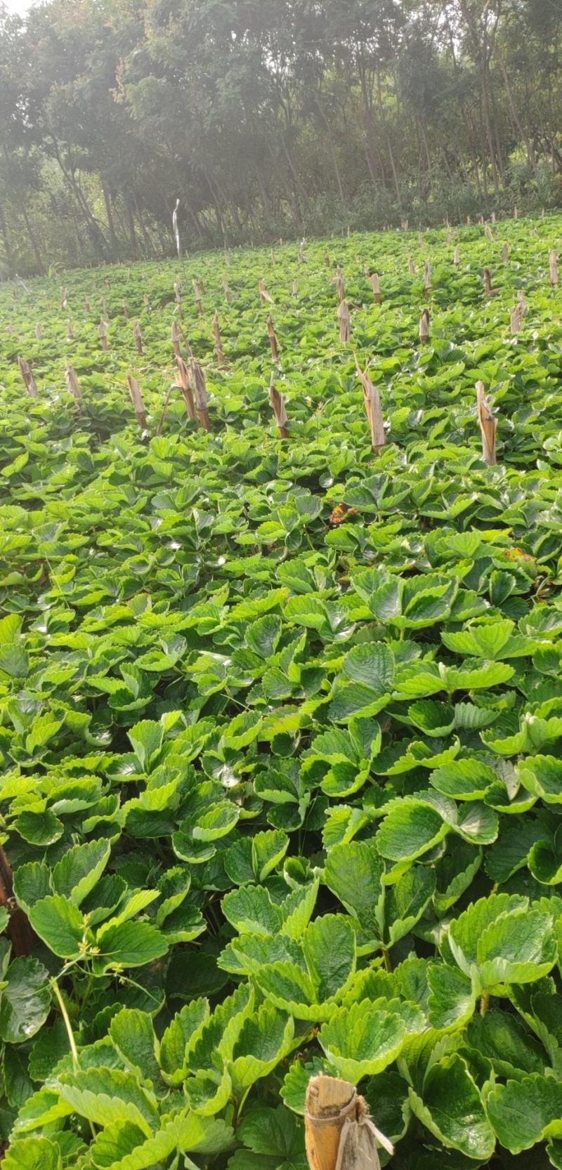 甜查理草莓苗抗病的草莓品种包成活现挖现卖基地直销