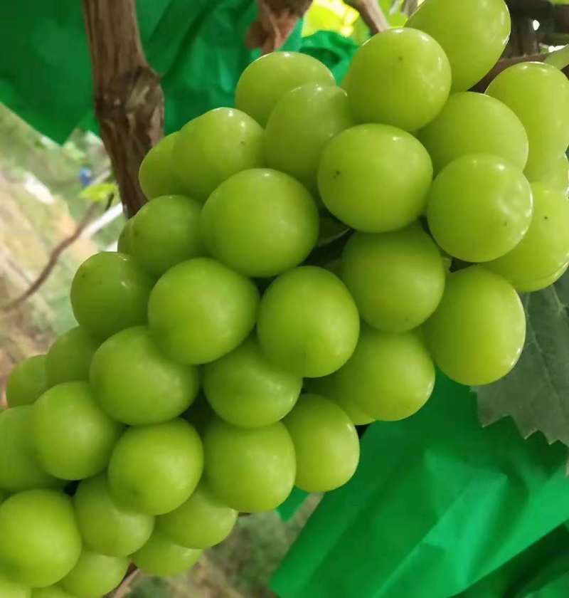 河北饶阳县《阳光玫瑰种植基地》真实图片