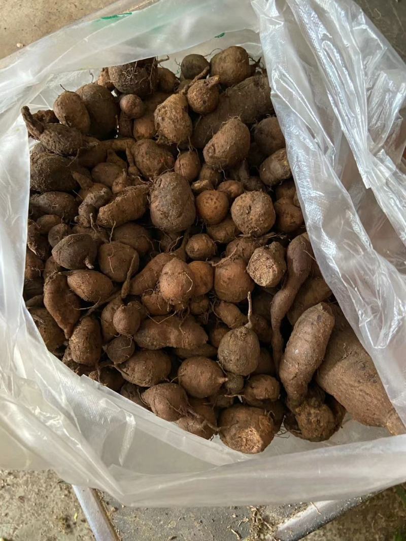 三叶青新鲜货500g金线吊葫芦广西山里采摘白肉干货石老鼠