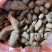 三叶青新鲜货500g金线吊葫芦广西山里采摘白肉干货石老鼠