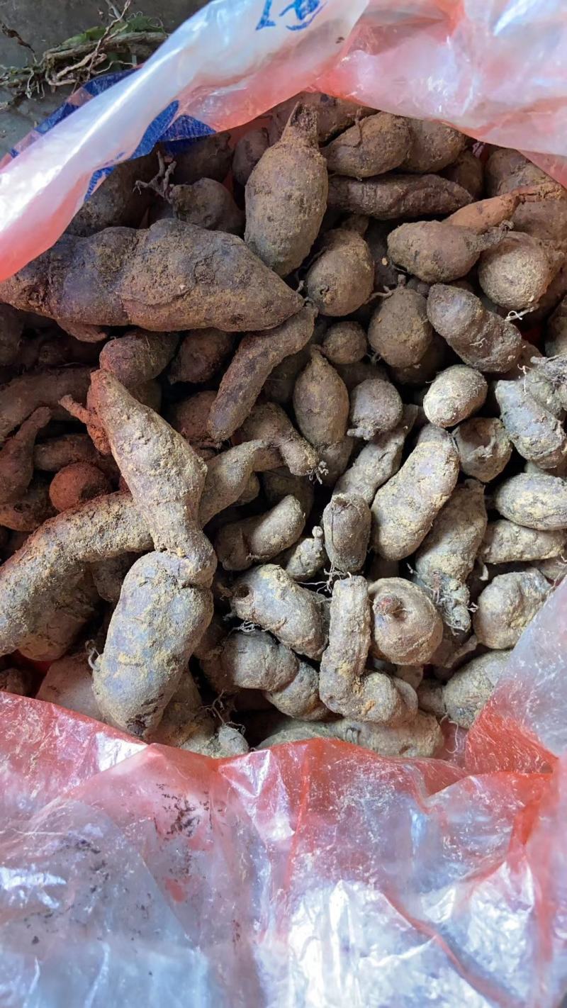 三叶青新鲜货500g金线吊葫芦广西山里采摘白肉干货石老鼠