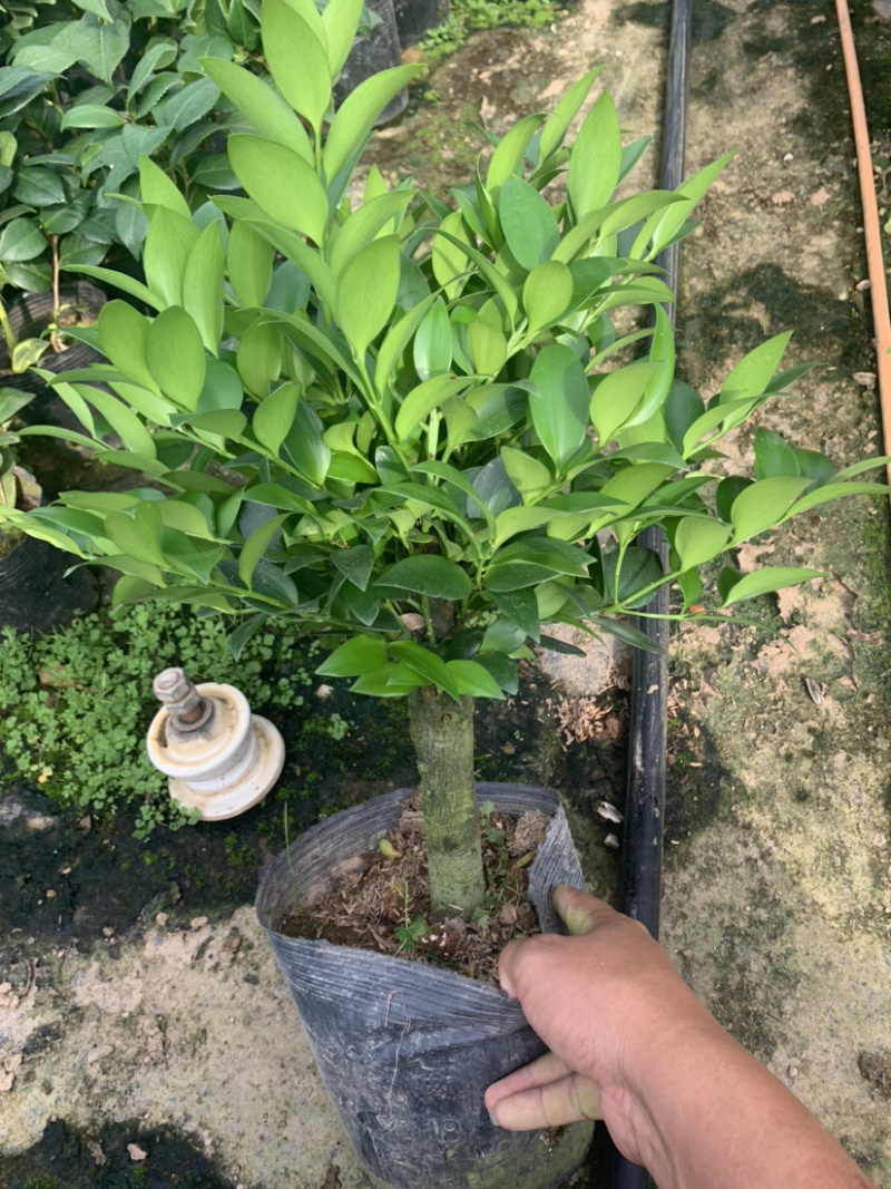 竹柏，平安竹基地直销，量大