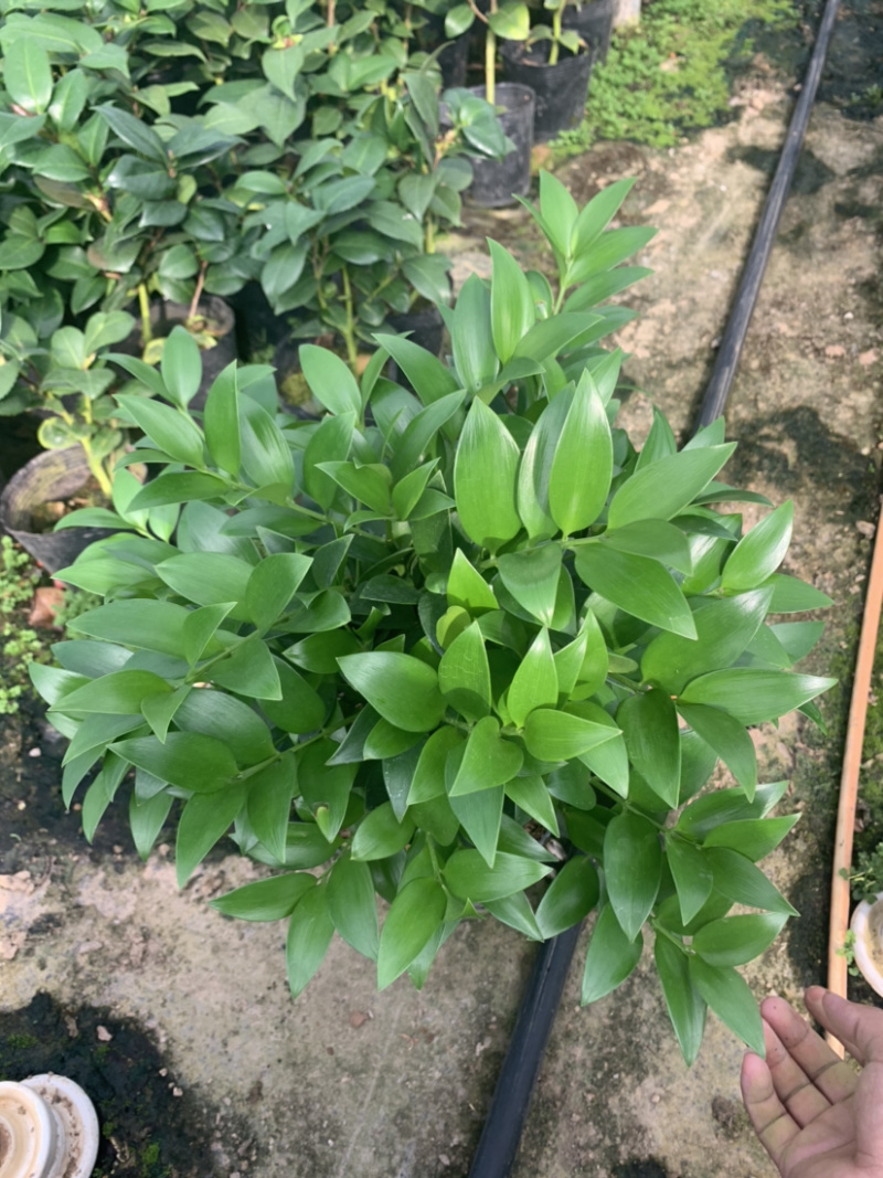 竹柏，平安竹基地直销，量大