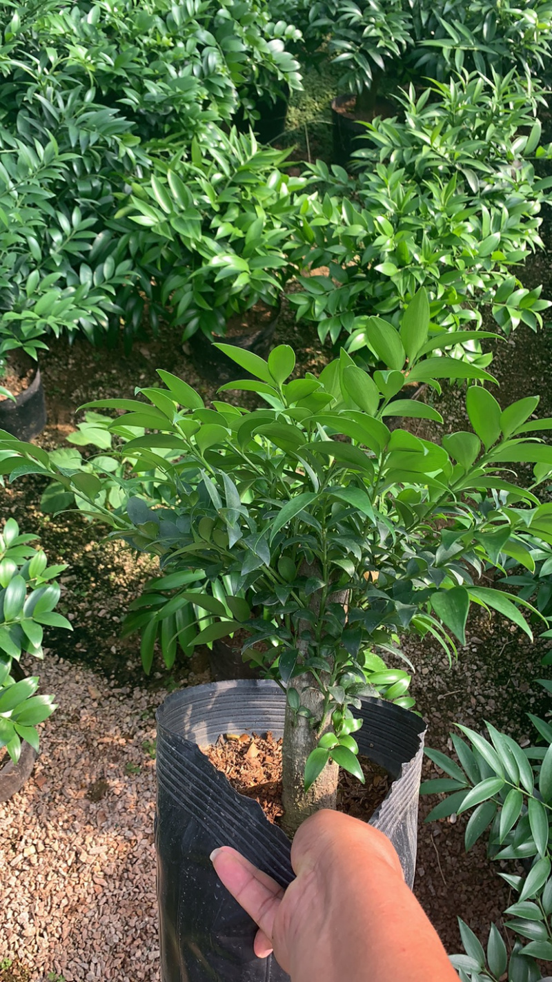 竹柏，平安竹基地直销，量大