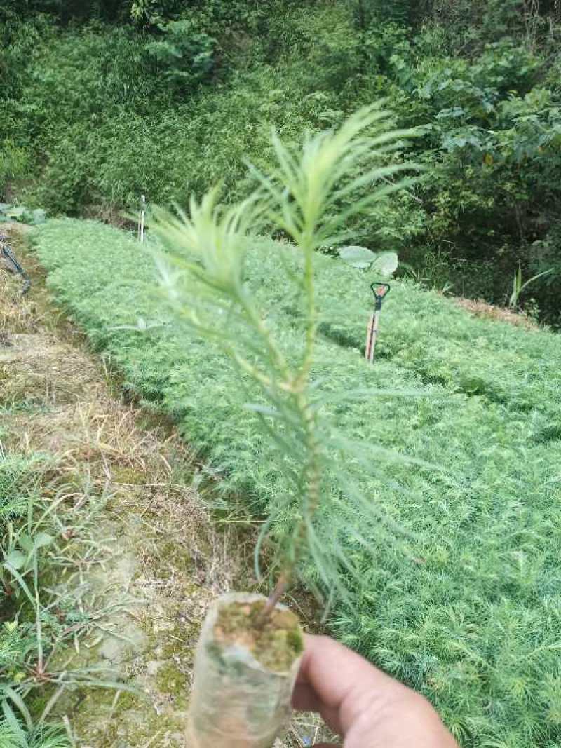 优质杉木杯苗、湿地松杯苗热卖中