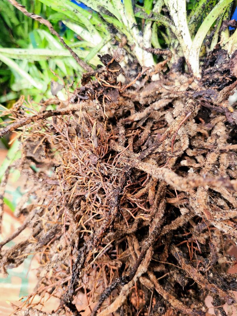 带叶兜兰苗广西原生硬叶兜兰绿植盆栽造景新鲜种植简单易活