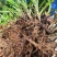 带叶兜兰苗广西原生硬叶兜兰绿植盆栽造景新鲜种植简单易活