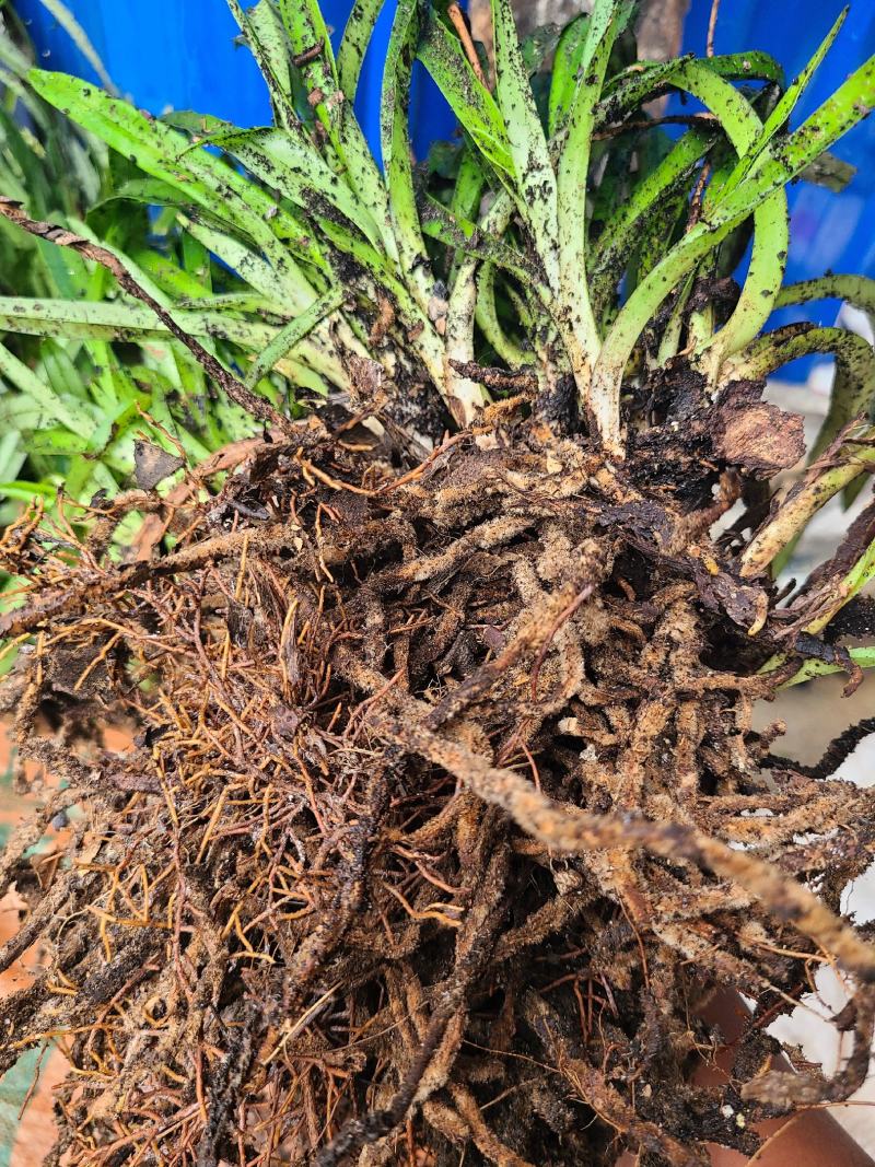 带叶兜兰苗广西原生硬叶兜兰绿植盆栽造景新鲜种植简单易活