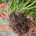带叶兜兰苗广西原生硬叶兜兰绿植盆栽造景新鲜种植简单易活
