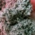 【现货速发】精致好棉籽壳价格低品质好一手货源（小壳）饲料肥料