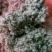 【现货速发】精致好棉籽壳价格低品质好一手货源（小壳）饲料肥料