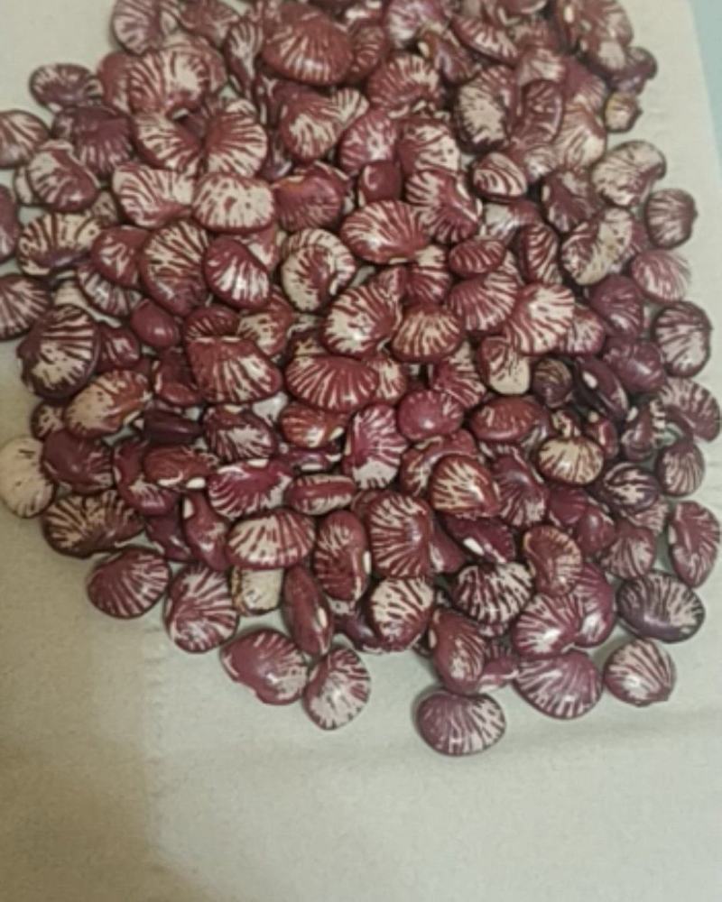 斑马豆，分批起售，量大从优欢迎新老客户下单，质量好。
