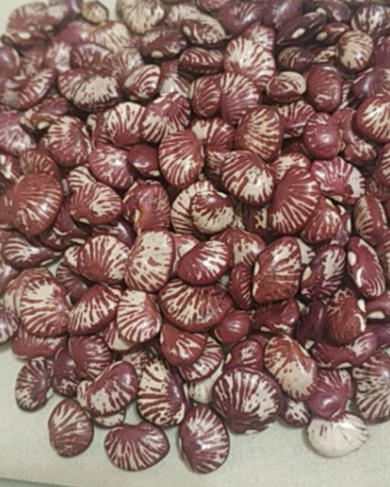 斑马豆，分批起售，量大从优欢迎新老客户下单，质量好。