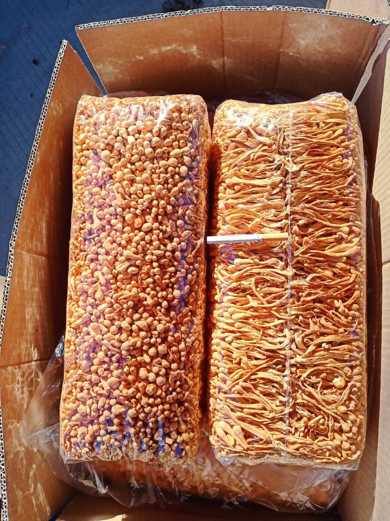 精选无硫虫草花，人工种植虫草花，产地直发，滋补食材