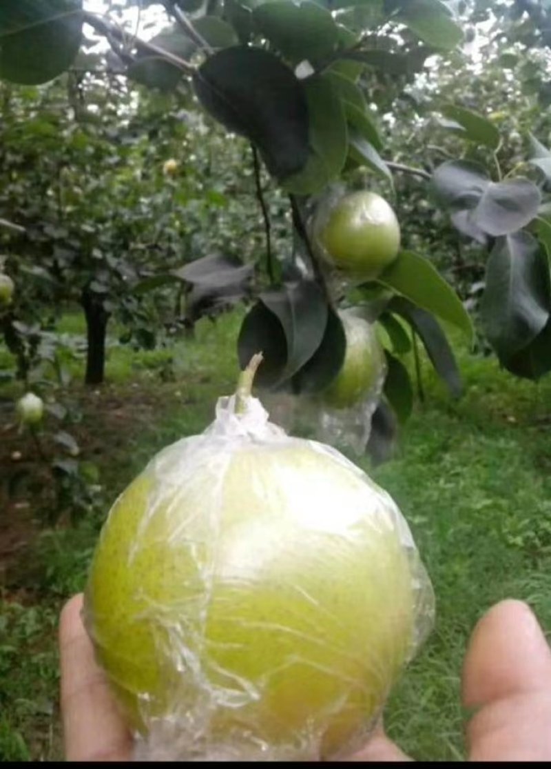 黄冠梨，