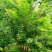 元宝枫丛生元宝枫苗圃直供定植移栽