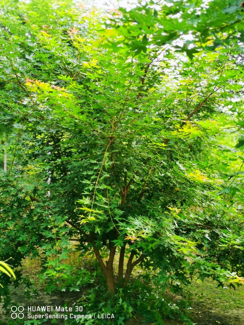 元宝枫丛生元宝枫苗圃直供定植移栽