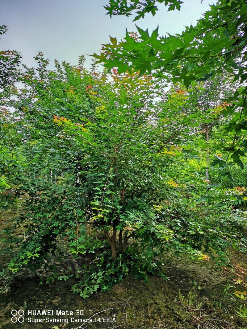 元宝枫丛生元宝枫苗圃直供定植移栽