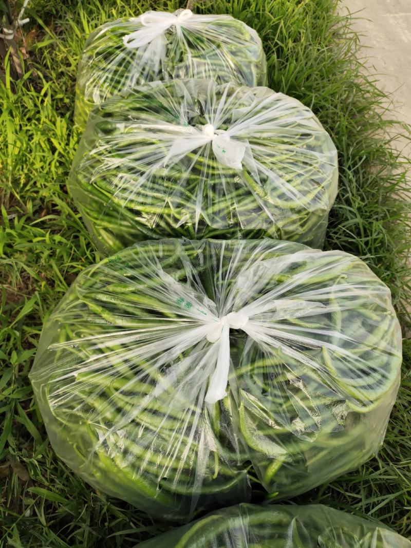 线辣椒，种植面积300亩，质量好，选摘货！