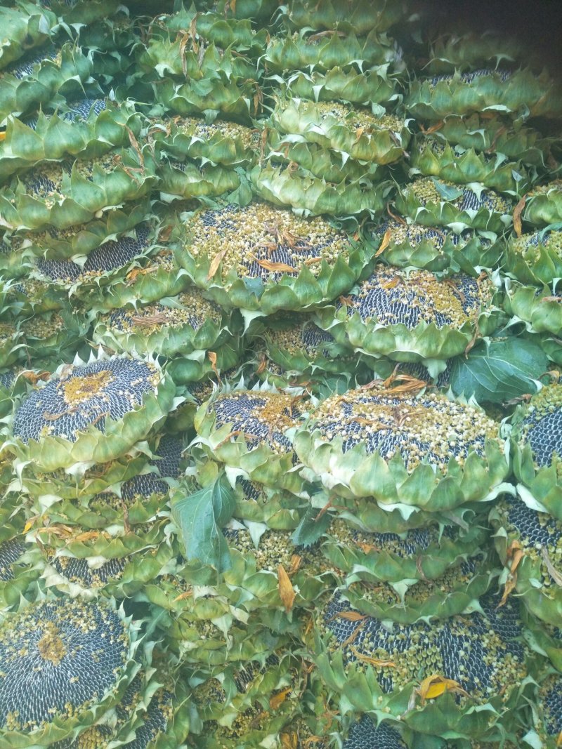 鲜食向日葵，葵花头，脆嫩不上火，籽粒饱满，带盘现收现装
