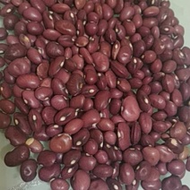 小花园豆子，批量销售量大从优，质优价廉欢迎下单