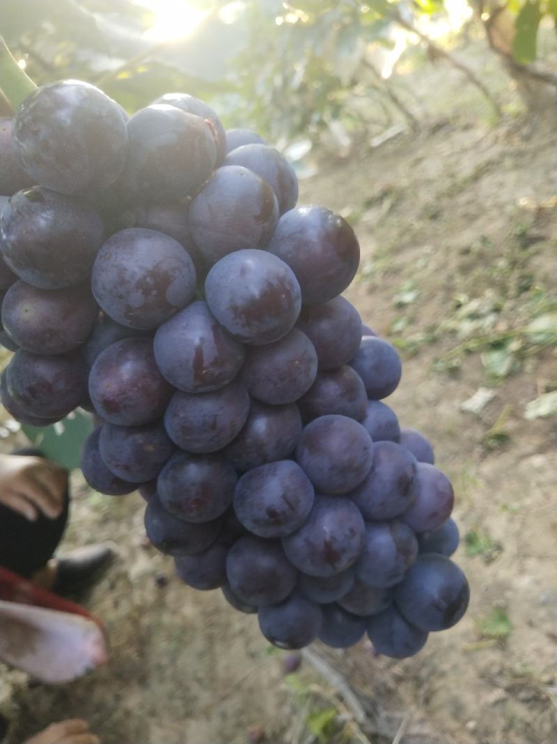 🌟套袋精品夏黑甜肉葡萄全黑无籽大量上市现货
