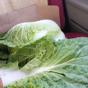 东北大白菜上市了产地直发保质保量有需要的联系我