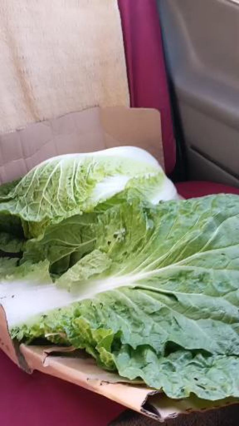 东北大白菜上市了产地直发保质保量有需要的联系我