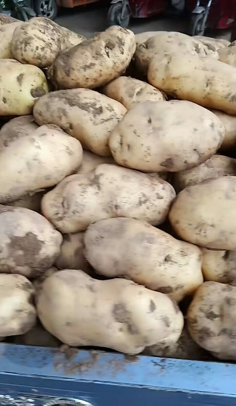 临洮洋芋土豆白心黄心，现挖物美价廉
